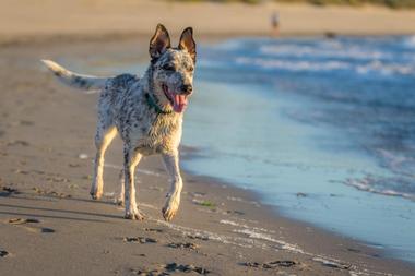 Jennings Dog Beach - CT