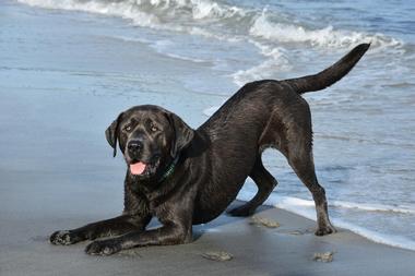 Jupiter Dog Beach - FL