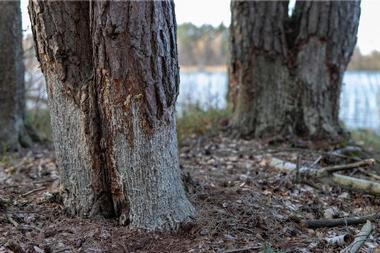 Wood-Tikchik State Park