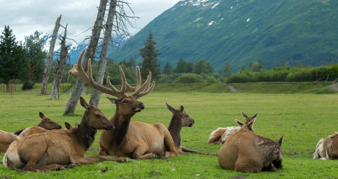 Alaska Wildlife Conservation Center