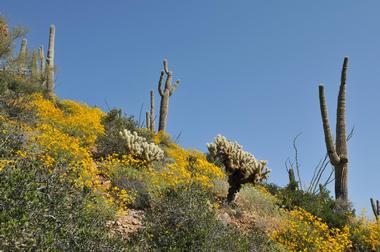 Wild Burro Trail