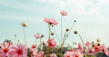 Annual Flower Trial Garden – Colorado State University