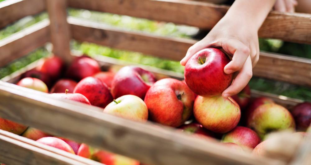 Apple Picking Southern California