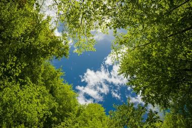 South Arkansas Arboretum