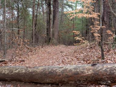 Talladega National Forest