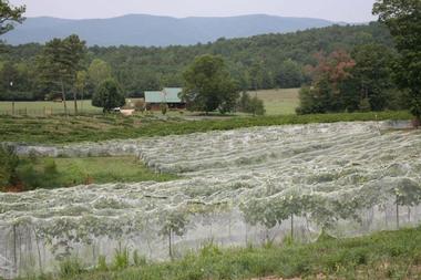 White Oak Vineyards