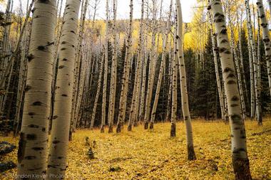 Lockett Meadow