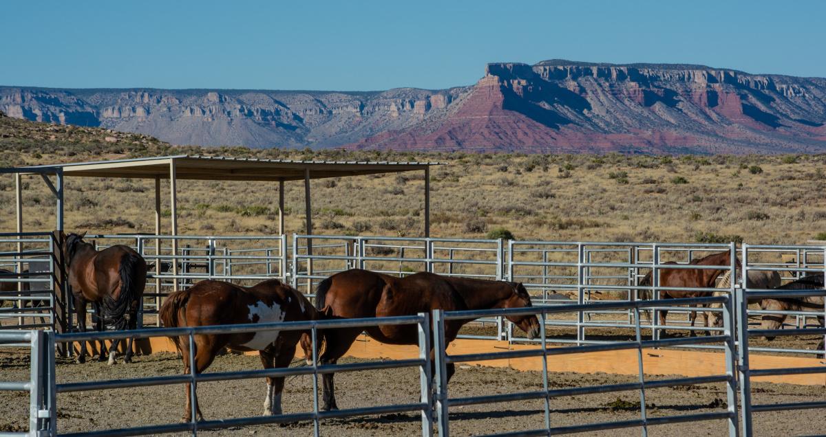 Best Arizona Dude Ranches