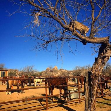 Tombstone Monument Guest Ranch