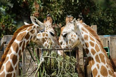 Oakland Zoo