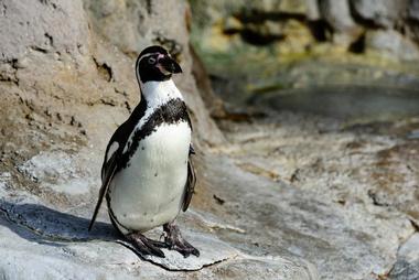 Saint Louis Zoo