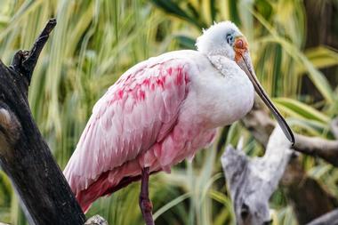 Audubon Zoo