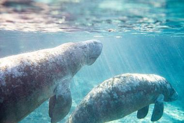 Manatee Springs