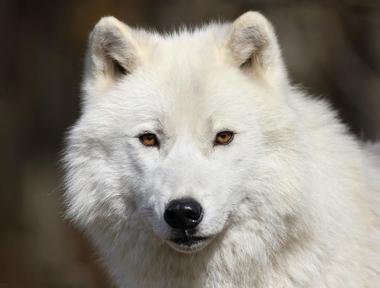 The Colorado Wolf and Wildlife Center