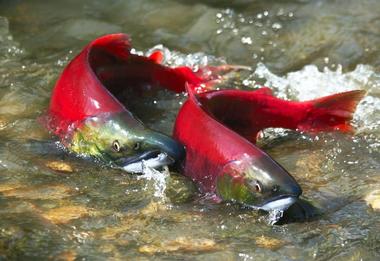 Williwaw Fish Viewing Site