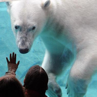 Brookfield Zoo (25 minutes)