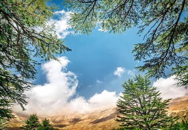 Cedars of Lebanon State Park (35 min)