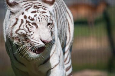 Montgomery Zoo