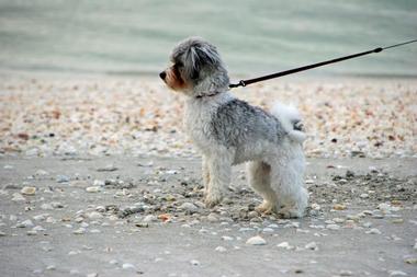 Gulfside Beach (aka Algiers Beach) (Sanibel)