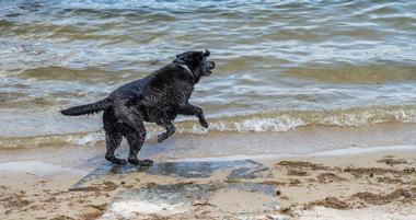 Best Dog-Friendly Beaches in New Hampshire