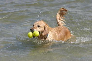 Rosie's Dog Beach - CA