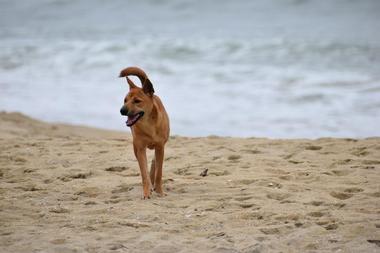 Fiesta Island Off Leash Dog Park - CA