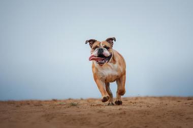 OB Dog Beach - CA