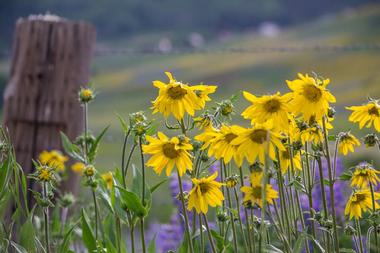 Crested Butte