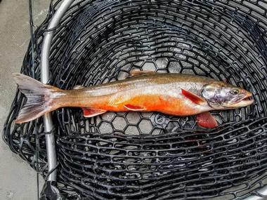 Alpine Fishing Adventures, Lake Dillon