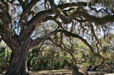 Bulow Creek State Park