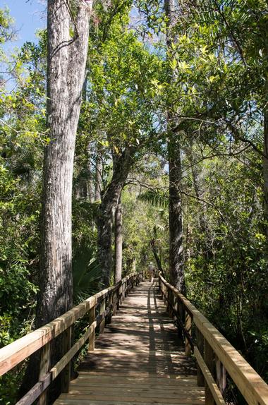 Fakahatchee Strand Preserve State Park