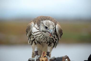 Pikes Peak Birding & Nature Festival