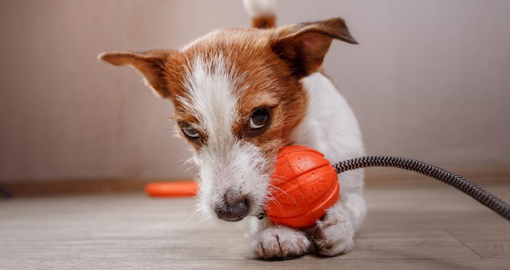 11 Best Indoor Dog Parks in the United States