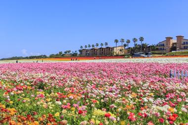 Head to the beach in Carlsbad, CA