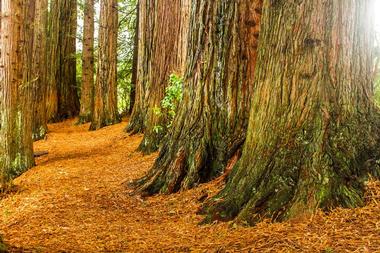 Redwoods National and State Parks