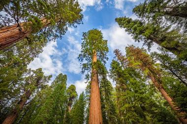 Redwoods National Parks, California