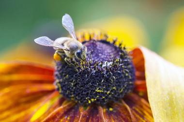 Phipps Conservatory & Botanical Gardens, Pennsylvania