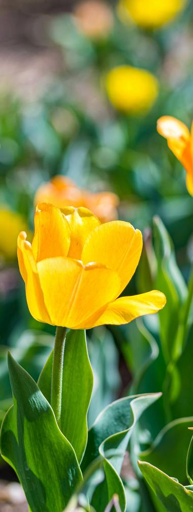 Cheyenne Botanic Gardens, Wyoming