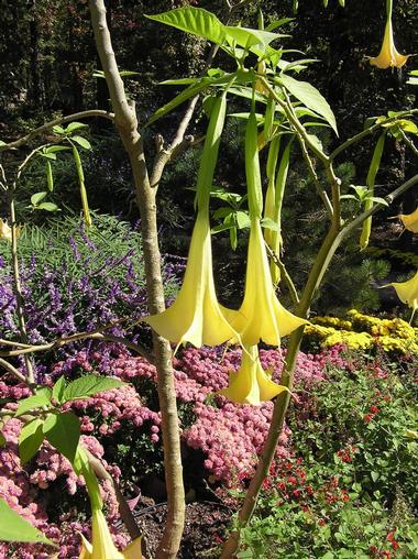 Garvan Woodland Gardens, Arkansas