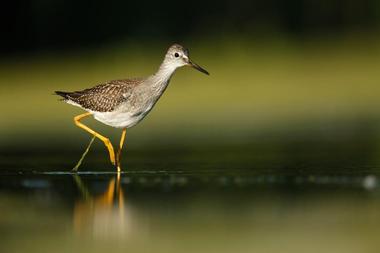 Potter Marsh Bird Sanctuary