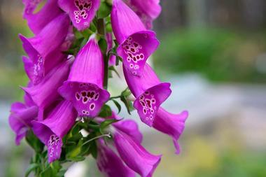 Alaska Botanical Garden