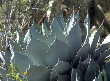 Tucson Botanical Gardens