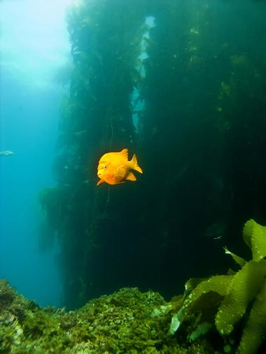 Catalina Island Undersea Expedition