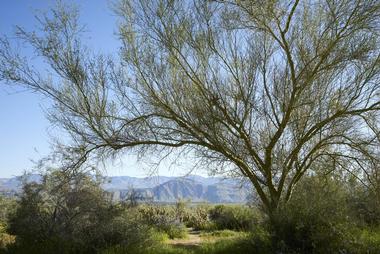 The Santa Rosa Mountains