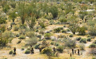 Ocotillo Flat