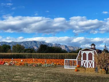 Diana's Pumpkin Patch