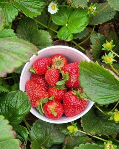 U-Pick Carlsbad Strawberry Company