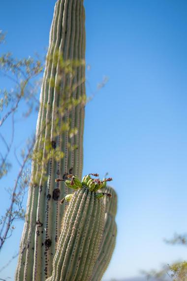 The Caroline Bartol Preserve at Saguaro Hill