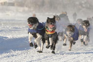 Black Spruce Dog Sledding