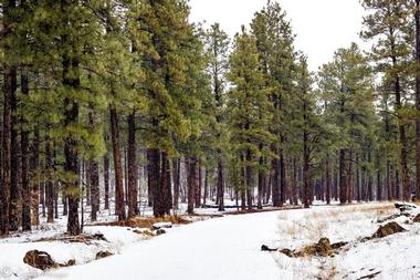 Arizona Nordic Village